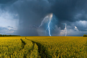 Rain hits at ‘perfect time’ for Millewa farmers