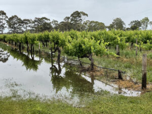 Rain and humidity challenge grape growers
