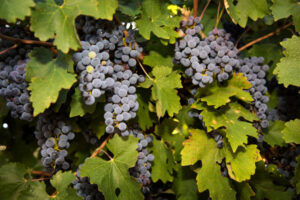 Supply glut leaves red-wine growers facing a big 2023 hit