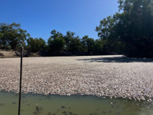 Blackwater release linked to fish kill