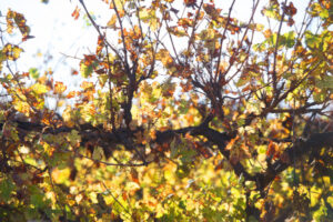 Calls for wine support as China tariffs deadline looms
