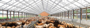 Shelter for animals crucial to welfare