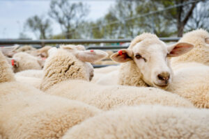 Wool org spots open