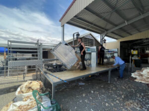 Sheep delivery units a blessing for shearers