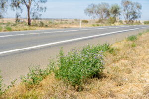 Grants to fight pests