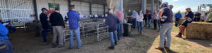 Ouyen stud ram sale bucks trend