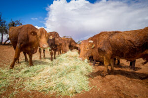 Webinar explores by-product feeding options