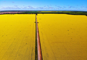 Canola focused field day