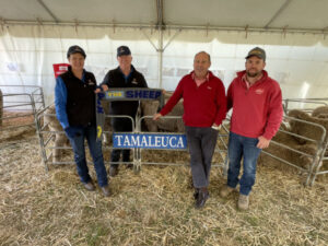 Tamaleuca gears up for on-property ram sale