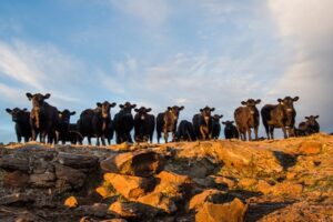 Drench resistant parasites are a concern