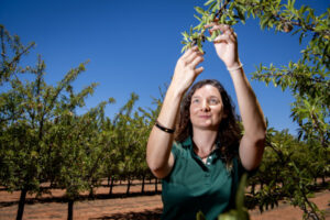 Almond research pipeline goes from lab to field