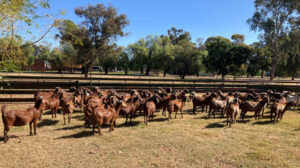 Goat industry gets an overdue upgrade