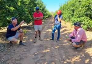 Field walk is the solution for crops