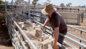 Boosting lamb survival