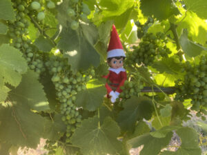 Grinches have put the boots in early this Christmas