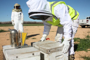 Bees biosecurity breach attracts charges