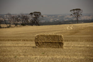 Everything you need to know about hay or silage contract