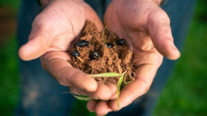 Dung beetles play vital role in parasite management
