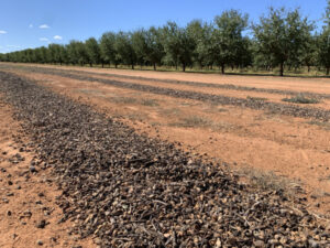 Mixed nuts outlook