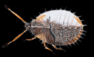 Beating the olive bug