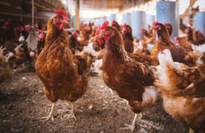 Avian influenza hits second poultry farm