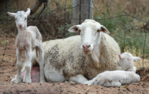 How to get the most out of your ewe
