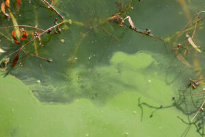 Algae warnings off