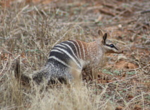 Numbat numbersbouncing back