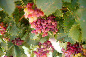 Testing vital to avoid sour grapes
