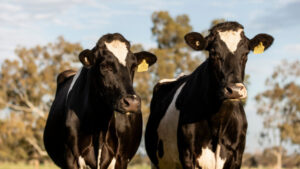 How to prevent mastitis in cows