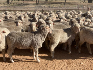 Sale shows opportunity for breeders