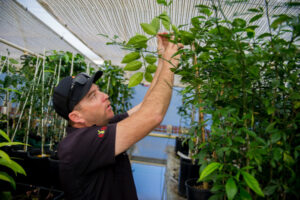 Putting squeeze on seeds