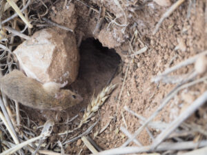 Tackling the region’s rodents