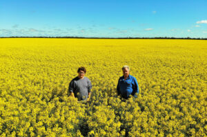 Go for gold on canola crop