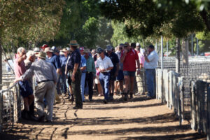 Sheep survey highlights industry directions