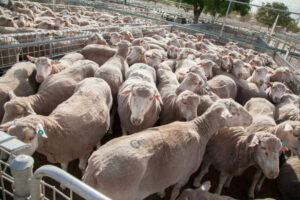 Obligations in livestock transaction levy
