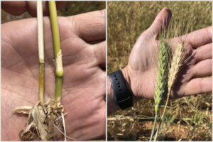 Project aims to de-throne crown rot