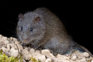 Thieves, vandals, rats and beer