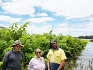 Family’s vineyard future looks grim