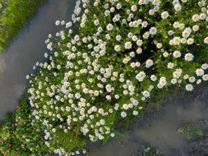 Rains are a blooming problem for Tyntynder flower farms
