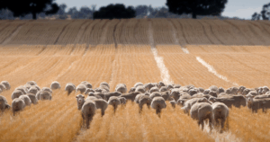 Grazing stubbles an important component