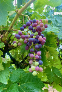 Cool conditions slow grape development