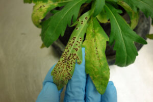Fungus the new frontline in fleabane fight