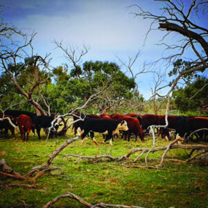 NWF Calendar March Submissions(3)