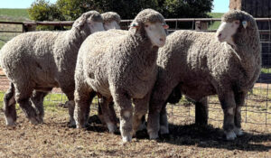 Tamaleuca takes wool wins