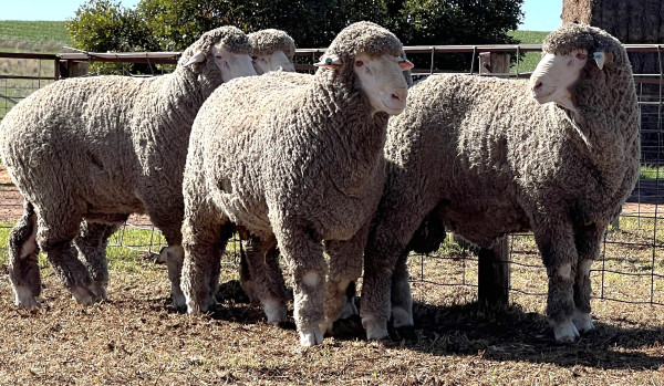Tamaleuca takes wool wins