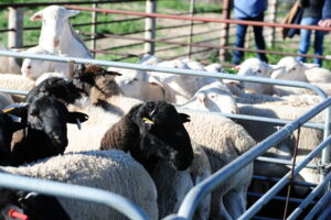 Stud auction success