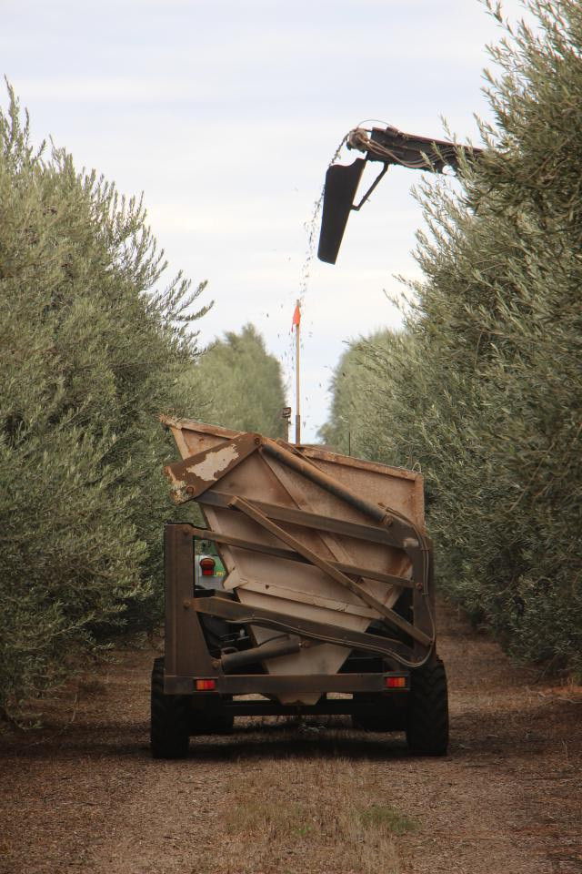 Bumper harvest fuels Cobram Estate’s growth
