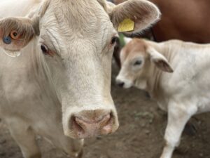 Grant strengthens cattle and red meat industry