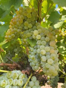 Grape harvest underway